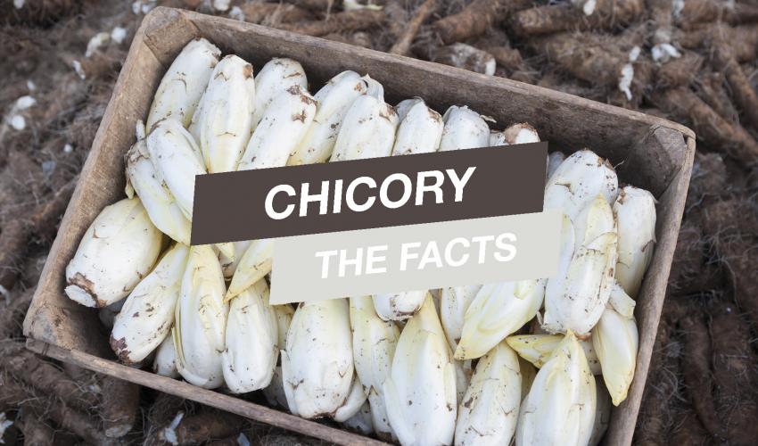 chicory